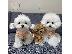 PoulaTo: Maltese Puppies